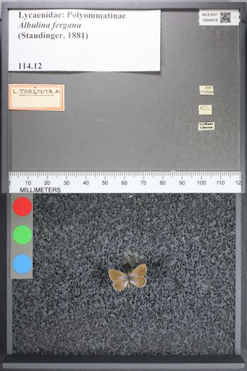 Media type: image;   Entomology 54018